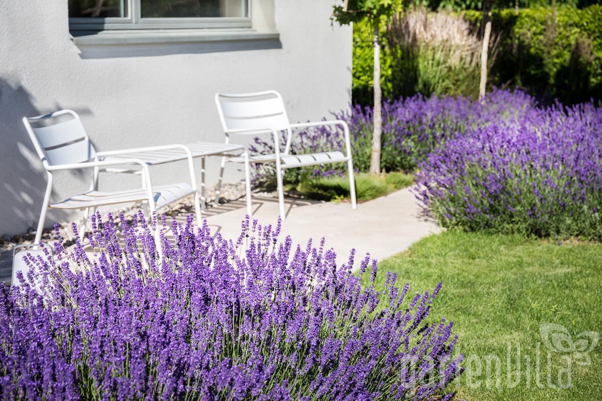 Gartentipp Juni 2020: Blaue und violette Blüten für das Aussenwohnzimmer