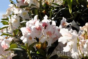 rhododendron-gartenvilla-gartentipp-herbstpflanzung