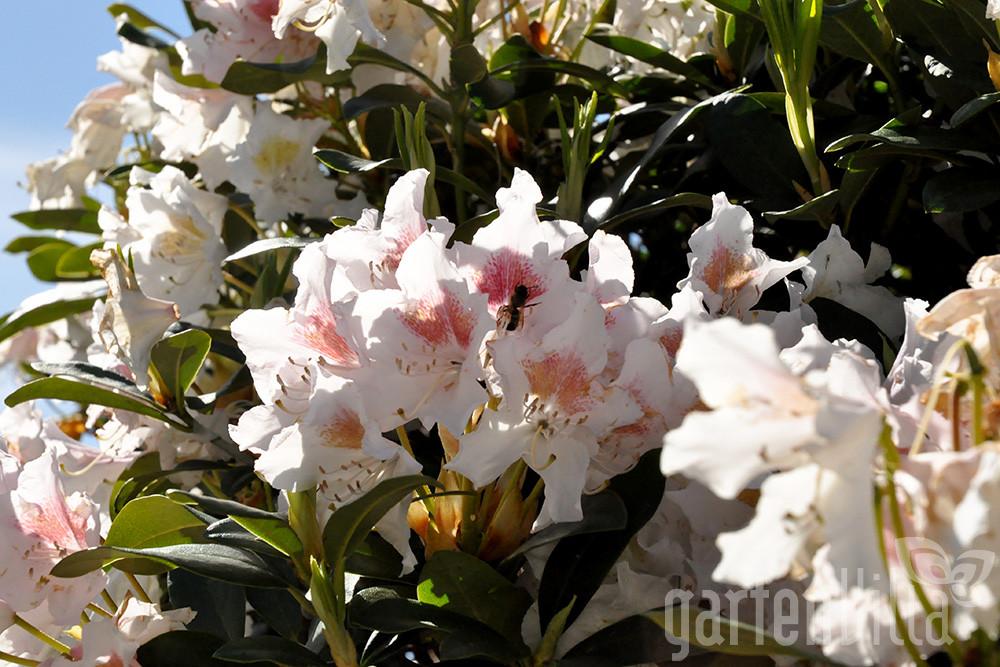 rhododendron-gartenvilla-gartentipp-herbstpflanzung